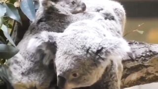 Name of this animal?