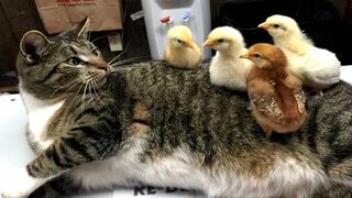 Funniest Animals Video - Best Cats???? and Dogs???? Videos of 2023 Compilation! 5