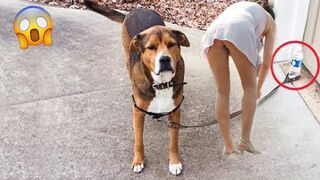 Funniest Videos 2023 ???? Funny Cats ???? and Dogs ???? 5