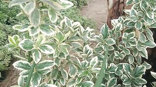Fartune's spindle plant