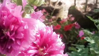 Hollyhocks plant