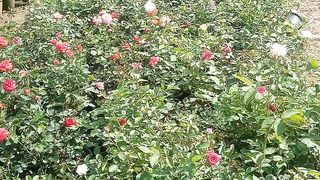 English Rose