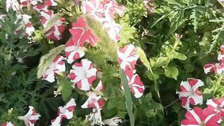 Petunia plant flowers red and white