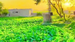 Tafri video