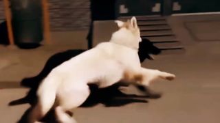 Cute Dogs #shorts #viral #youtubeshorts #doglovers #labrador #funny #trendingshorts #dogbarking #febspot