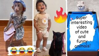 Super interesting video of cute and funny animals!