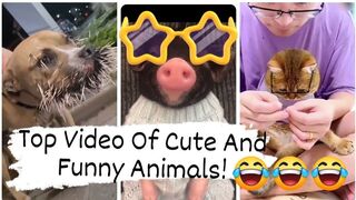 Top Video Of Cute And Funny Animals!