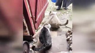 funny cats 3