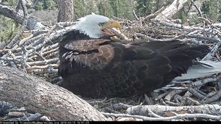 Big Bear Lake eagles; Shadow sees baby #2 for the first time.