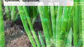 ЗА УСПЕШНА ГРАДИНА 16
