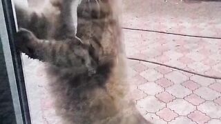 CATS WORLD 26