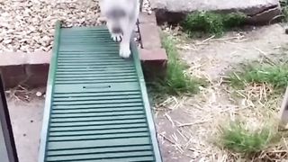 Clumbsypets most viewed 2