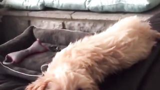 Clumbsypets most viewed