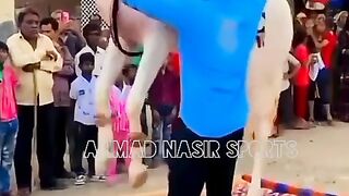 #best horses dance of 2023#ytshorts#youtubeshorts# 2