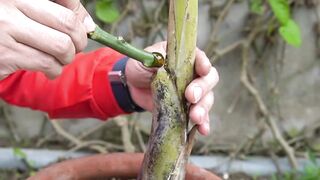 How to grow Mango fast for harvest