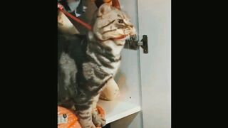 Cute cats funny moments