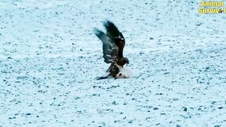 45 Moment Hunting Prey Of Hawk Are Amazingly Caught On Camera