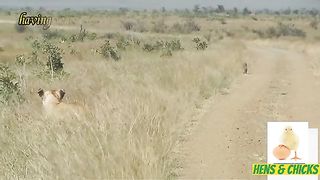 Don't get into the way of 2 lions