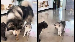 The Dog Became a Peacemaker Between Cats