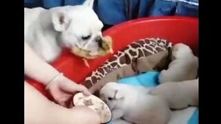 Bulldog Family + one Duckling