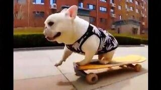 The Skateboarding Bulldog