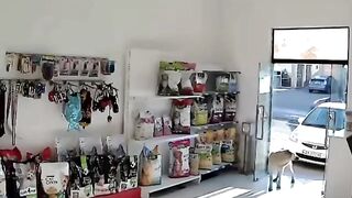Self-Service in a Pet Shop