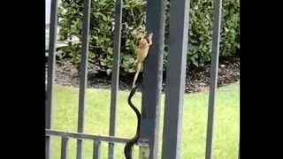 Snake Vs Frog