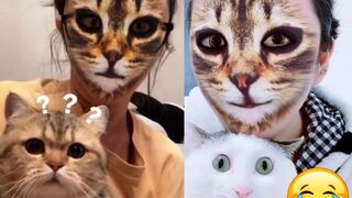 Cats Reaction with Cat Filter
