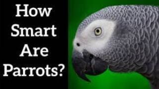 Smart Parrot