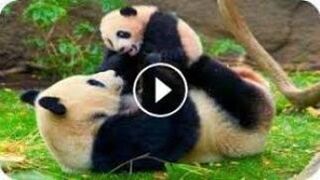 Pandas