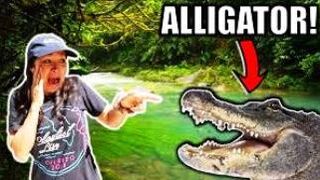 ALLIGATOR! Prank.