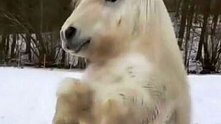 Funny Pony