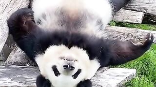 Meditating Panda