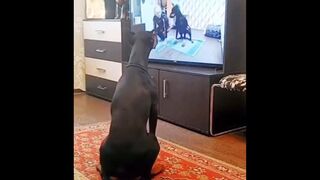The Dog Training