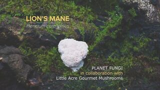 Съёмка заняла около трёх недель. Гриб Lion's mane, он же Ежовик Гребенчатый.