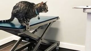 Funny Cat