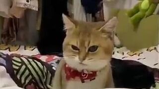 Cats Don't Like Humans