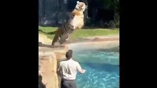 Big Cat