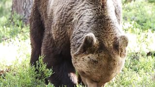INTENSE BEAR FIGHT caught on camera - 3 different angles
