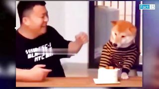 Try not to laugh हाहाहा