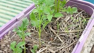 Potatoes harvest harvest with plentiful and mighty tubes