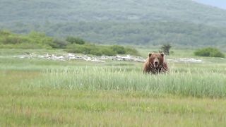Battle Of The Giant Alaskan Grizzlies, grizzly vs grizzly, alaska