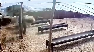 This video very funny 2
