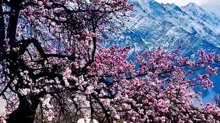 Spring blossom ????????
