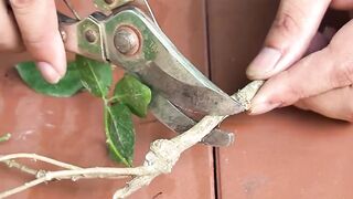 Jasmine flowers grows faster with discarded tea leaves