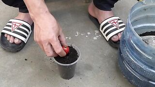 How_To_Grow_Tomatoes_On_A_Mango_Tree