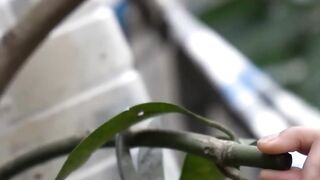 Growing_Mangoes_on_Papaya_trees_gives_us_lots_ofhealthy_fruits