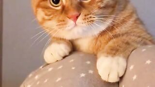 Cutest Cat????????