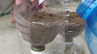 Recycle_Plastic_Bottles_To_Grow_Strawberries Effectively
