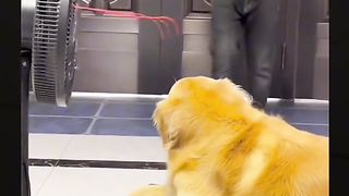 very funny dog